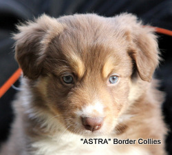 Red Tricolour Male, medium to rough coat, border collie puppy